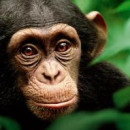 Chimpanzee – trailer